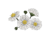 Fisée d’oie Daisy Dog