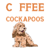Cockapoo Chien