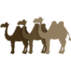 Camels