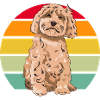 Cockapoo Chien