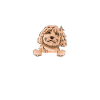 Cockapoo Dog