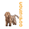 Cockapoo Chien