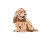 Cockapoo Dog