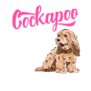 Cockapoo Chien
