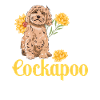 Cockapoo Chien