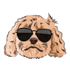 Cockapoo Chien