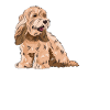 Cockapoo Chien