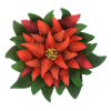 Weihnachtsstern - Poinsettia