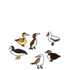 Funny Booby Seabirds Collection