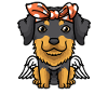 Hovawart Dog