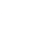 Birds Pigeons Pigeon Bird