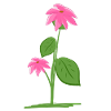 Plant Plant Flowers