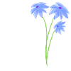 Plant purple flowers plants