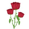 Trois Roses Fleur Végétale Rouge
