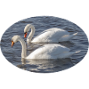 Swan pairs