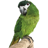 The Noble Macaw