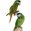 The Noble Macaw