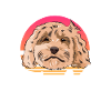 Cockapoo Chien