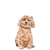 Cockapoo Hund