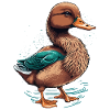 Duck