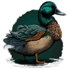Conception de canard