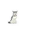 Husky