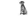 Deutsch Kurzhaar GSP Hund