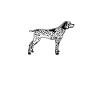 Deutsch Kurzhaar GSP Hund