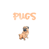 Pug