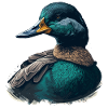 Duck Looking