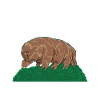 Touch As A Tardigrade Bärtierchen
