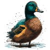 Duck Owner