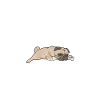 Pug