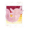Axolotl Flüsterer Axolotl Whisperer