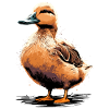Young Duck