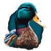 Duck Head Illustration