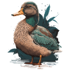 Canard canard