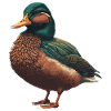 Detailed Duck