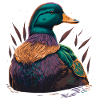 Female Duck