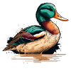 Duck Owner Gift