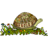 Tortoise