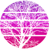 Tree Sunset - Hiking
