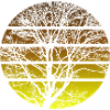 Tree Sunset - Hiking