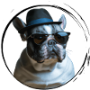 cute mafiastyle bully french bulldog