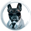 cute mafiastyle bully french bulldog