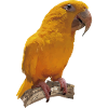 The Golden Parrot
