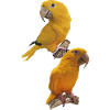 The Golden Parrot