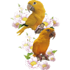 The Golden Parrot