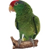 The Tamaulipas parrot