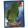 The Tamaulipas parrot